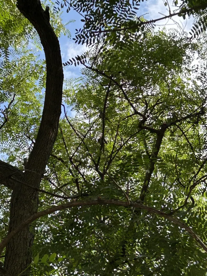 the canopy of plane trees seen from below against a blue sky